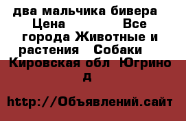 два мальчика бивера › Цена ­ 19 000 - Все города Животные и растения » Собаки   . Кировская обл.,Югрино д.